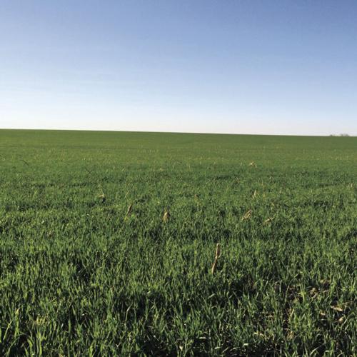 Fall cereal rye