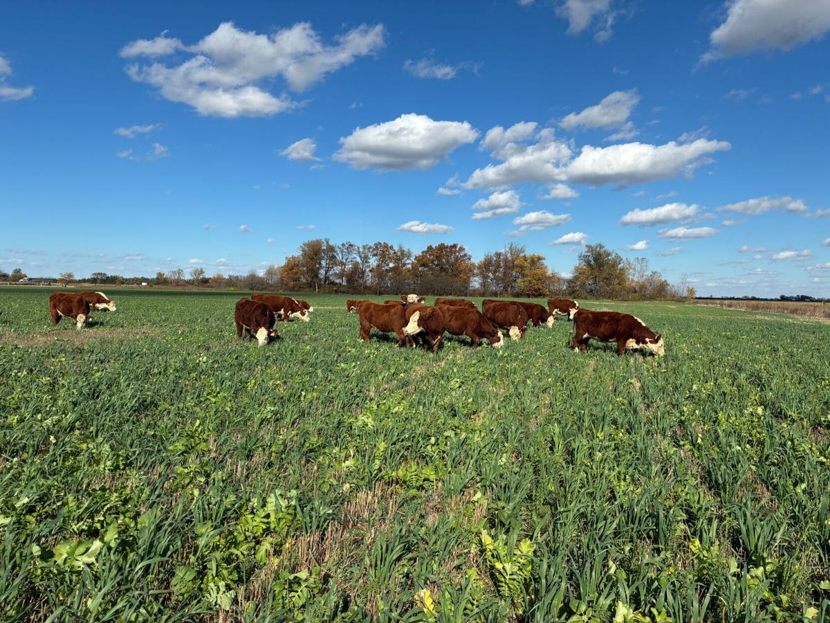 SD Soil Health grazing.jpg