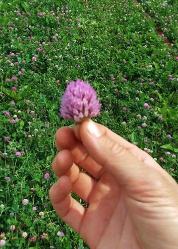 Red clover