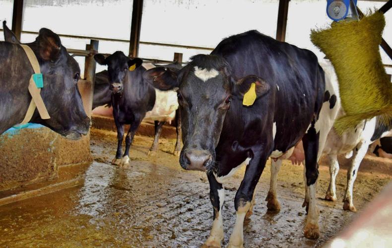 Automatic brush good for cows