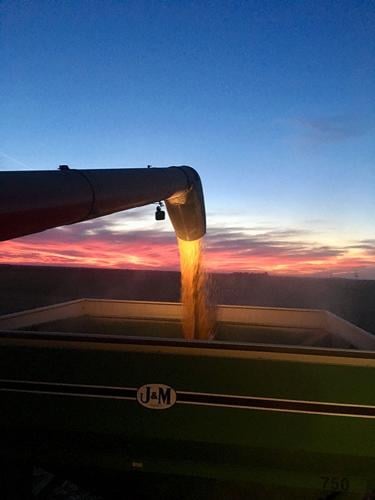 Seed production: It's the same, just different