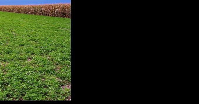 Post-emergent herbicides to control weeds in alfalfa ...