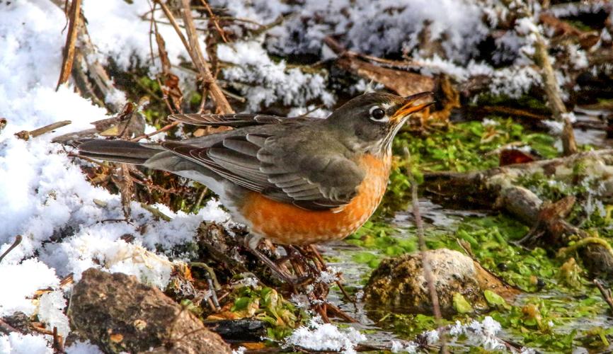 Robin