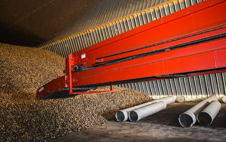 Potato conveyor