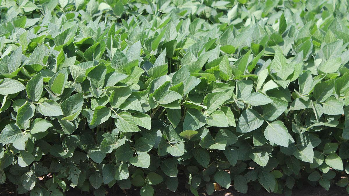 Soybean field