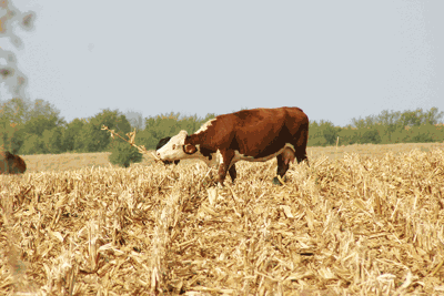 corn stalk grazing