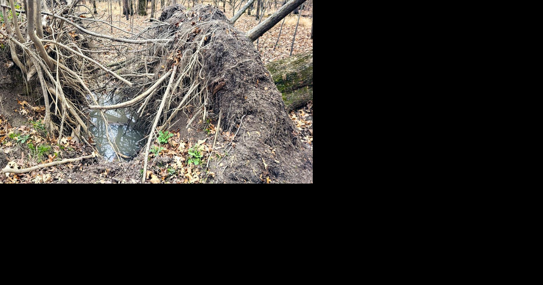 Hog wallow