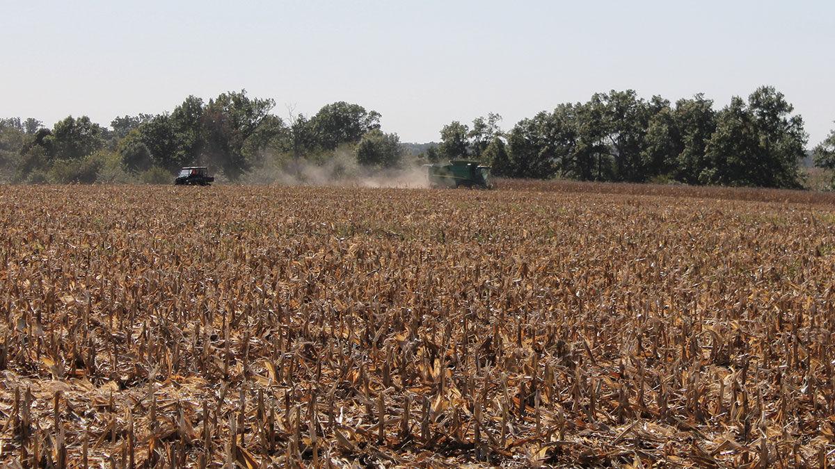 Fall cornfield