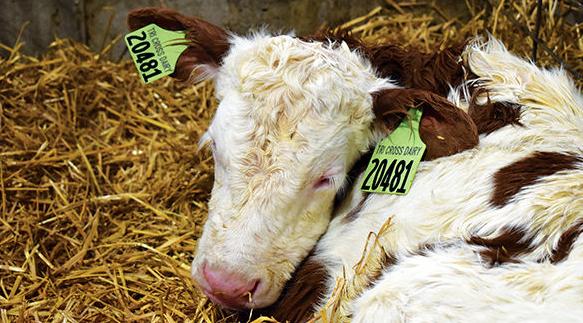 calf movement trackers