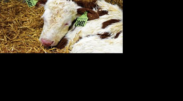 calf movement trackers
