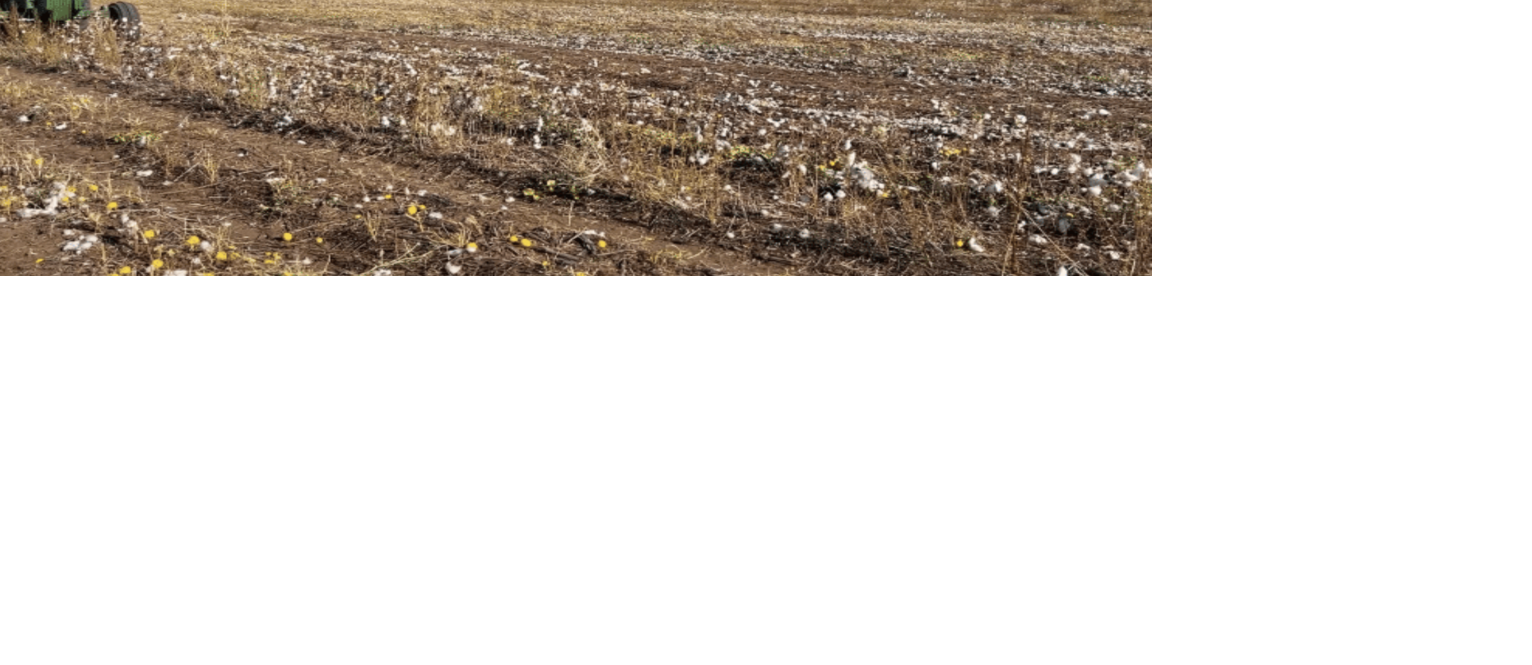 Cotton field after harvest