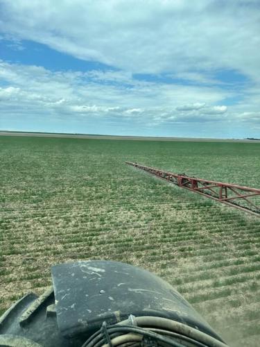 Upham-Keane farm hoping for some rain