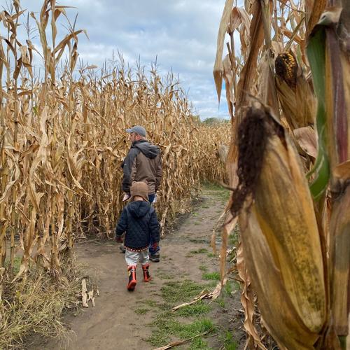 Hidden Trails Corn Maze