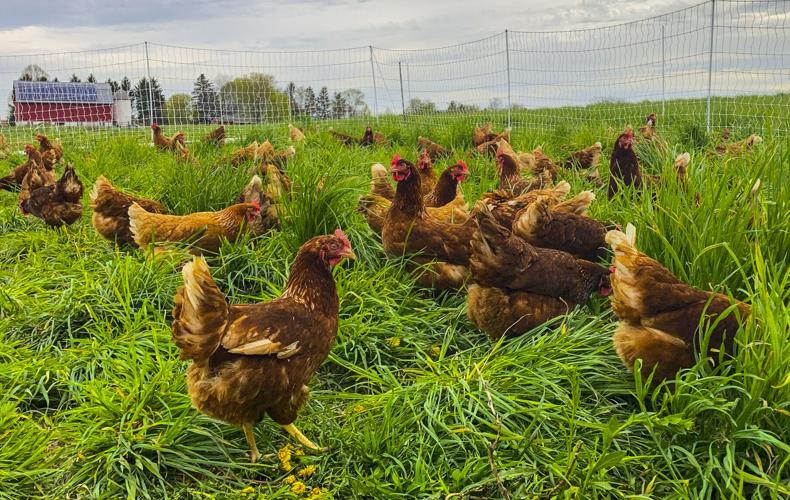 Poultry on pasture at Three Brothers Farm