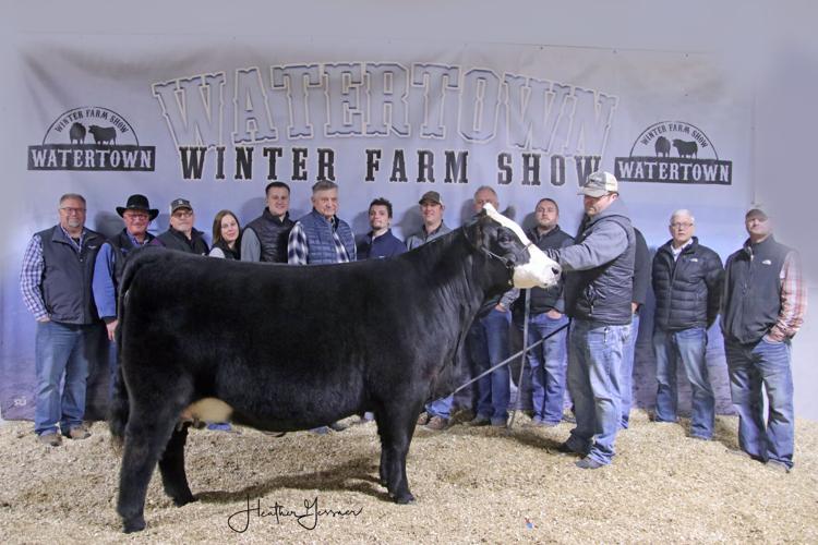 Supreme Heifer Res Simmental Foundation Thyen Simmental.jpg