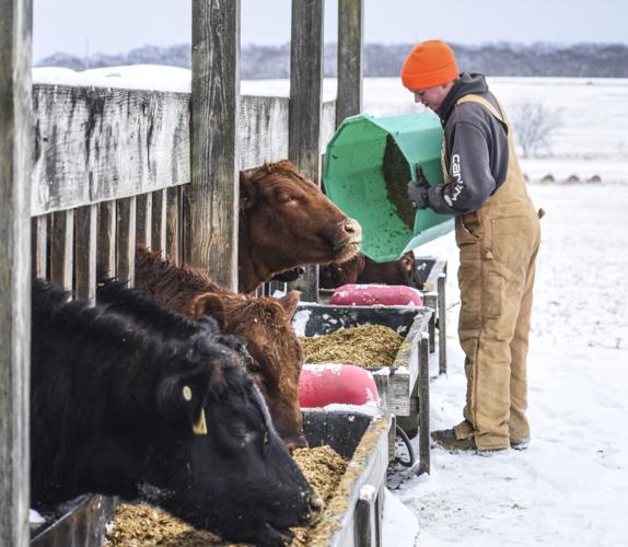 Brandon Boyd feeds cattle