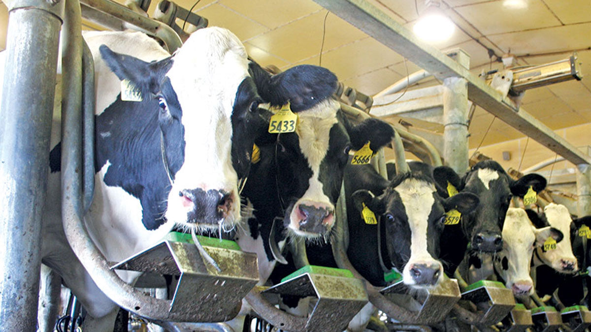 Dairy cows close up