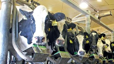 Dairy cows close up