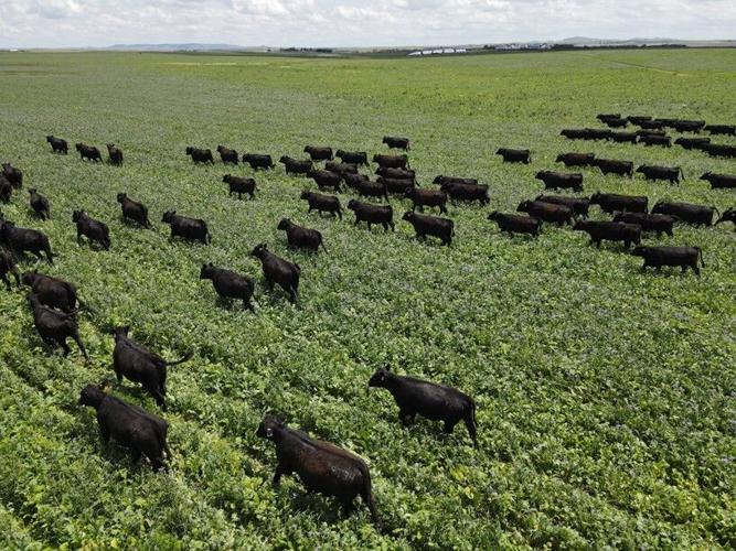 Soil health benefits 2.jpg