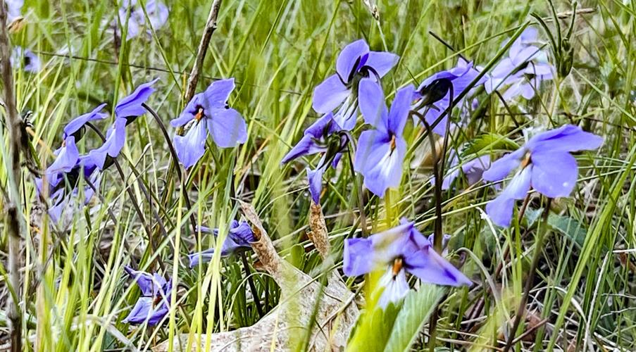Bird’s-foot violets