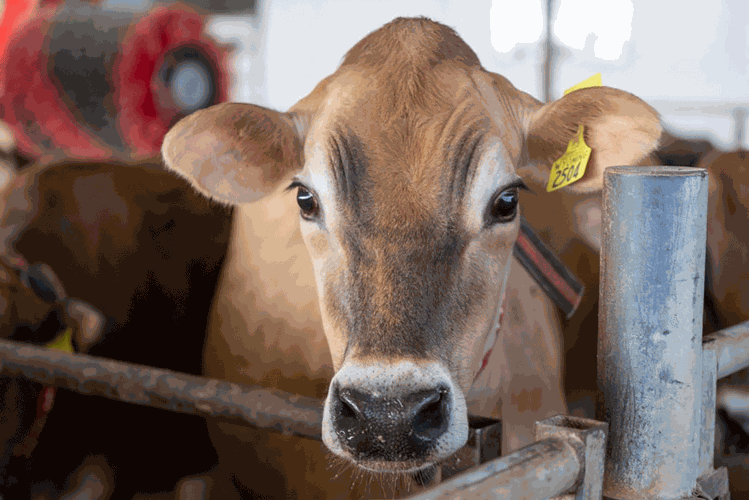 dairy cow