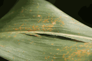 southern rust pustules