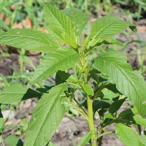 Waterhemp