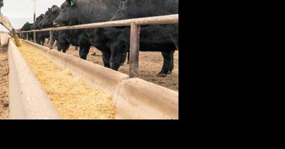 Webinar series focuses on fundamentals of feeding cows - Vimarsana News