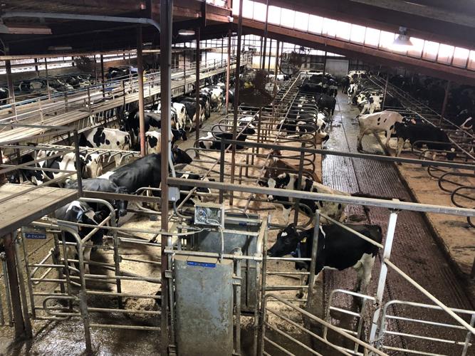 Cows content in Levash barn