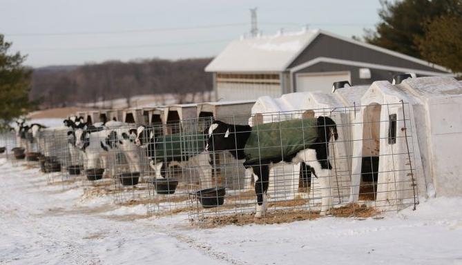 Are you relying on straw to get through this winter? - Canadian Cattlemen