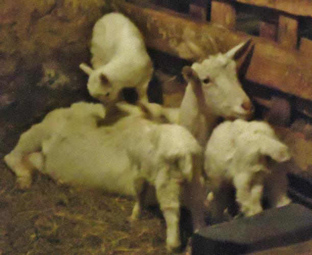 Triplet wins hill battle