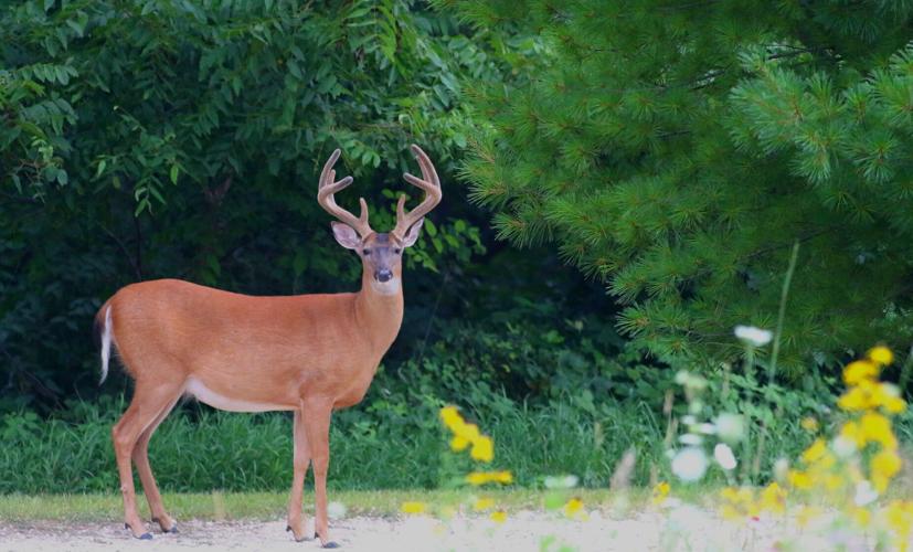 Deer