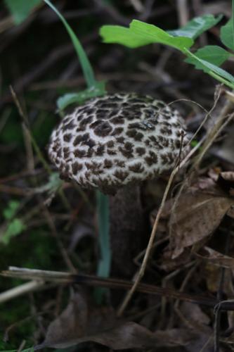Mushroom
