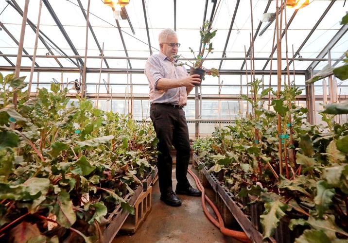 Irwin Goldman in lab