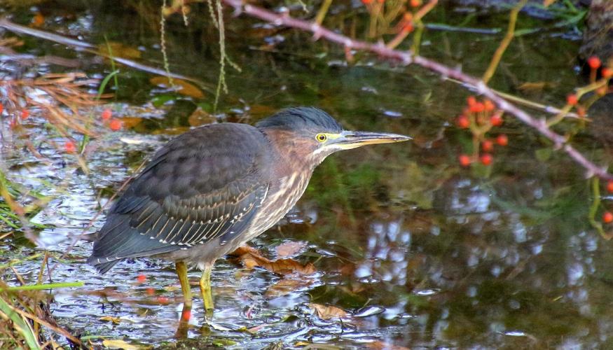 Baby heron
