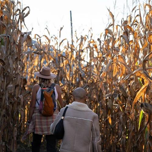 Hidden Trails Corn Maze