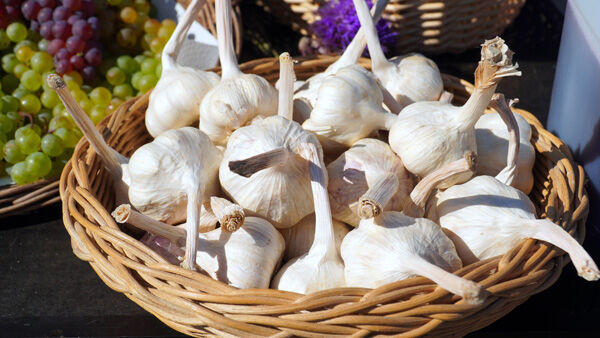 Organic Cost Share Program garlic
