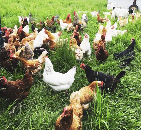 Pastured poultry