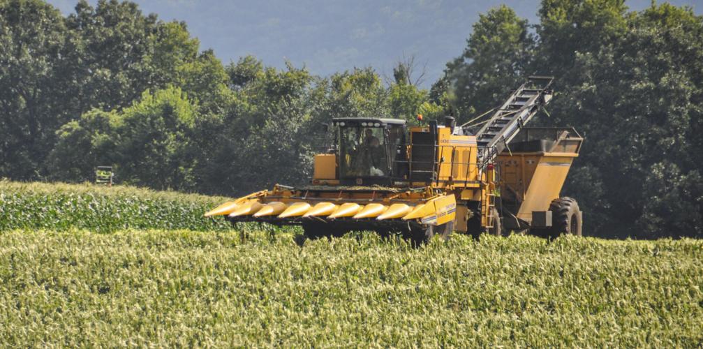 Sweet corn harvested