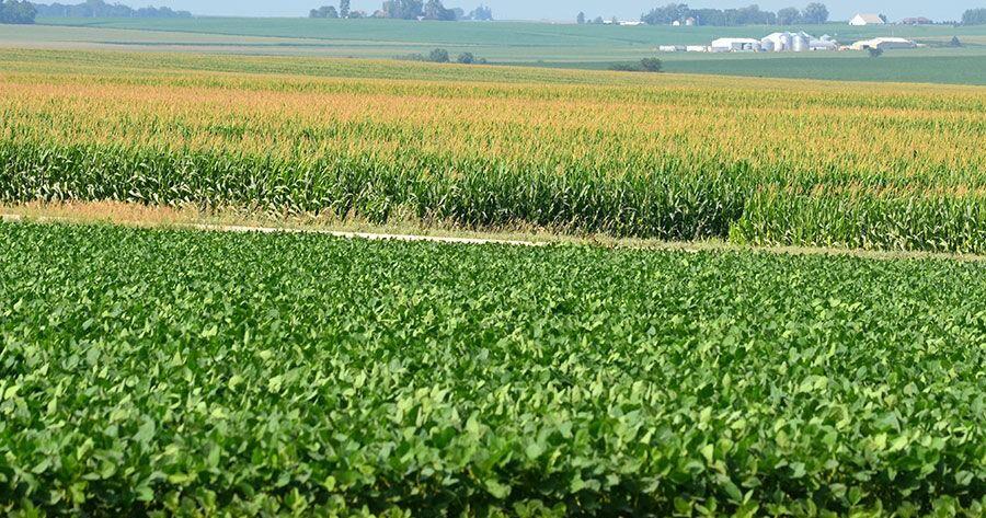 Grain Markets Fluctuate Amid Trade Uncertainty and Crop Optimism