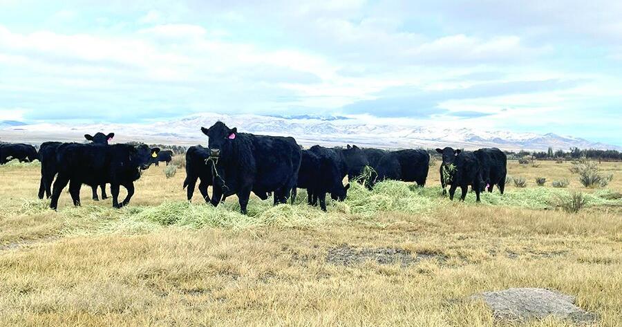 Beef cattle industry outlook remains positive for 2026