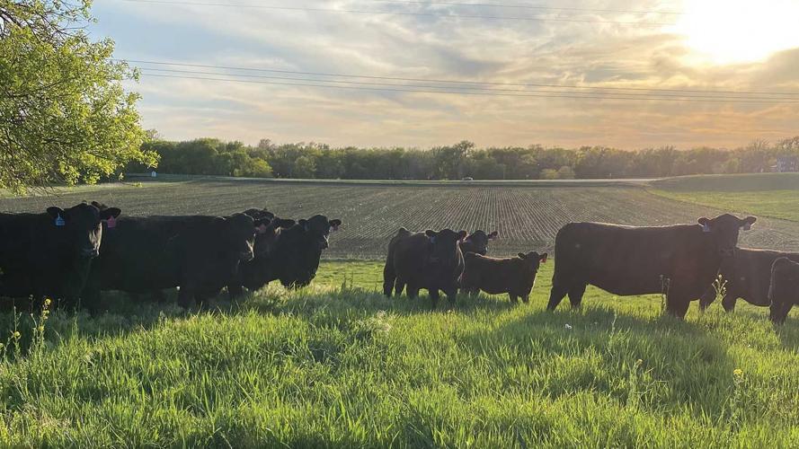 Robbins family Angus and commercial cows