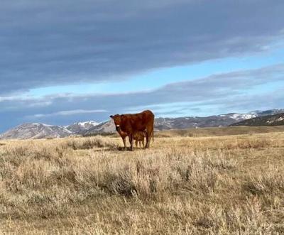 Robinsons get rolling with spring calving season