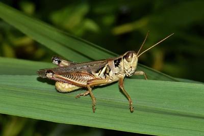 grasshoppers