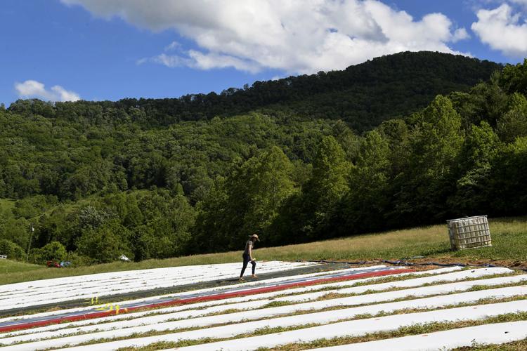 Meagan Coneybeer-Roberts