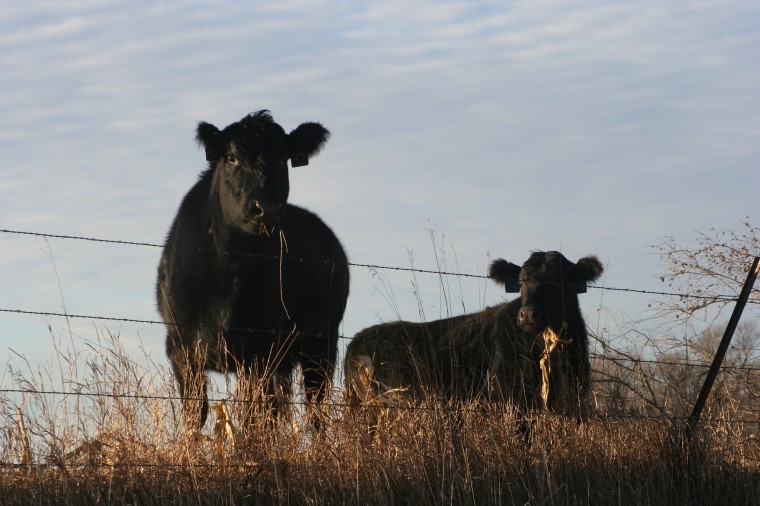 Cows on cornstalks