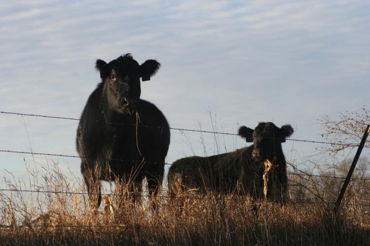 Cows on cornstalks