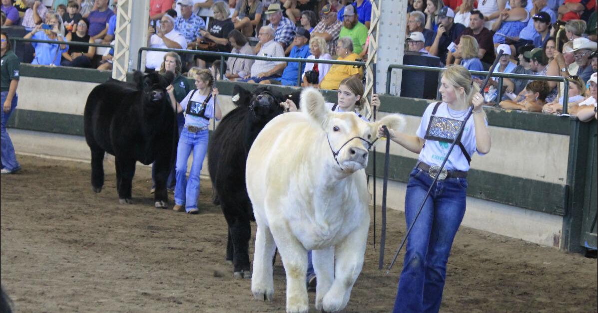 Iowa State Fair cattle show