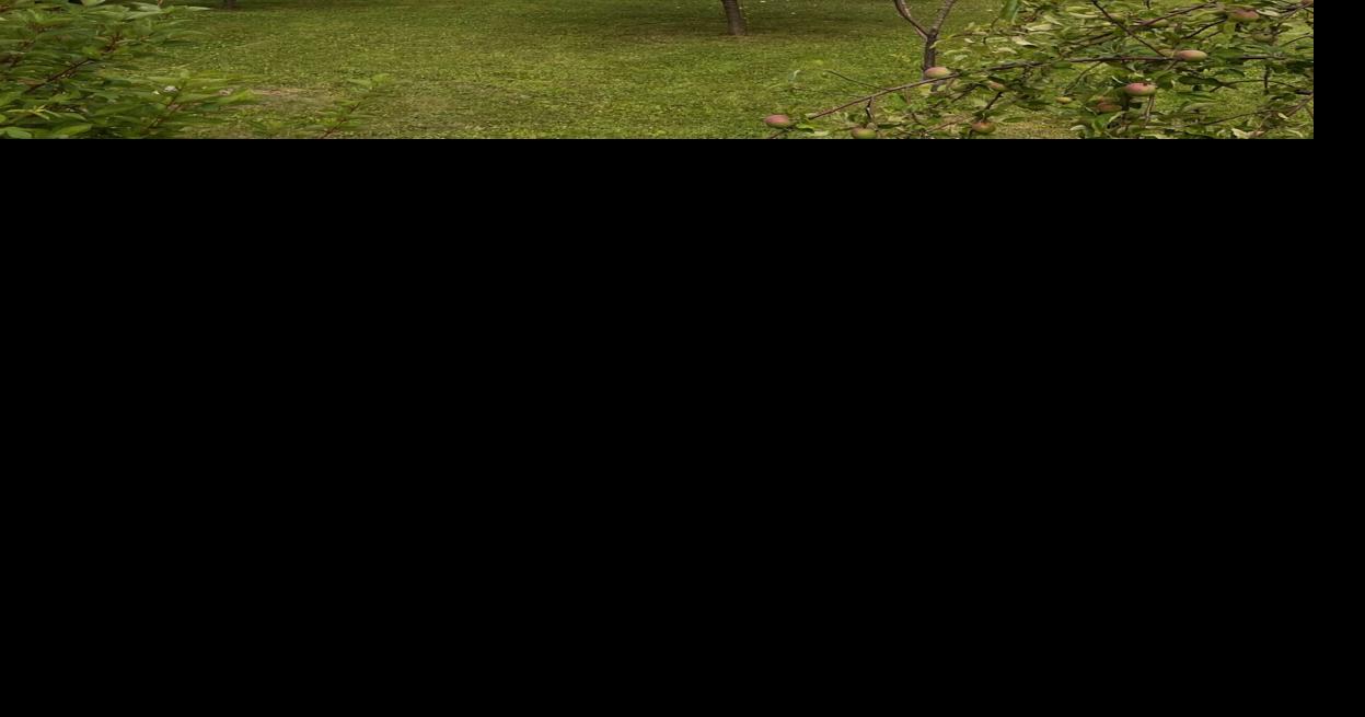 michigan orchard.jpg