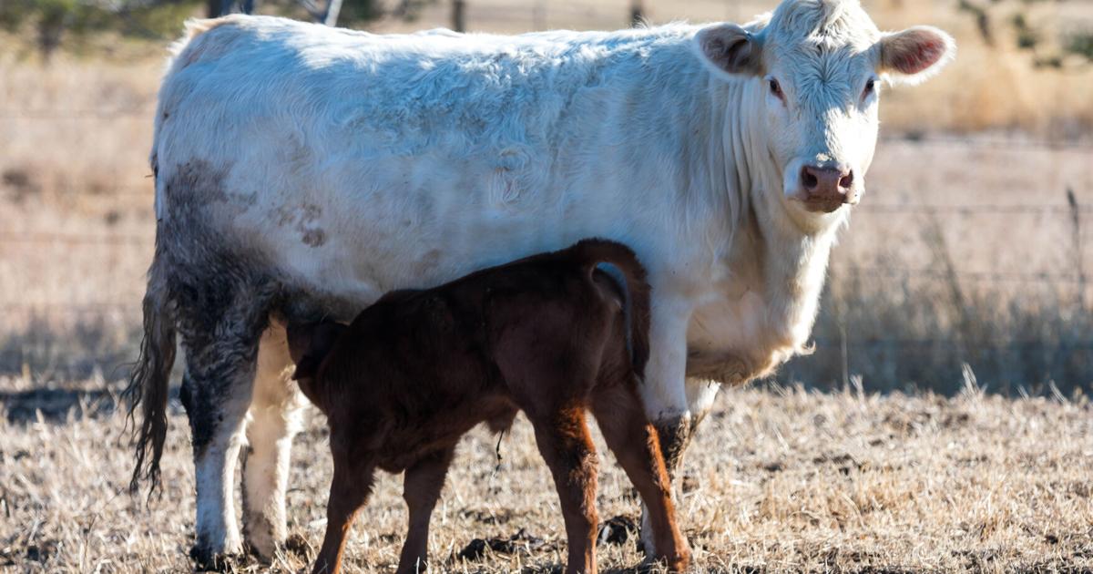 Embryo Production Reproductive technology: K-State experts explain how embryo transfer ...